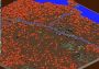 SimCity 2000 Global GOG Digital Key