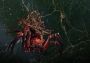 Total War: Warhammer II - Catchweb Spidershrine DLC Global Epic Games Digital Key