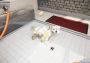 Animal Shelter Simulator EN EU Xbox One/Series Digital Key