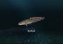 Ultimate Fishing Simulator - New Fish Species DLC Global Steam Digital Key