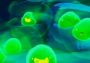 Slime Rancher Turkey Xbox One/Series/Windows Digital Key