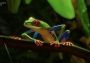 Planet Zoo - South America Pack Global Steam Digital Key