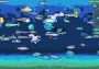 Chillquarium EN Global Steam Digital Key
