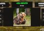 Fitzzle Mighty Bears EN Global Steam Digital Key