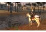 Mount & Blade: Warband EU Xbox One/Series Digital Key