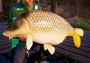 Fishing Sim World: Pro Tour United Kingdom Xbox One/Series Digital Key