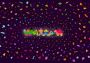 Wattam Global Steam Digital Key