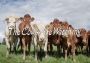 The Cows Are Watching EN/DE Global Steam Digital Key