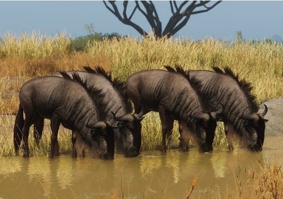 Planet Zoo - Grasslands Animal Pack DLC Global Steam Digital Key
