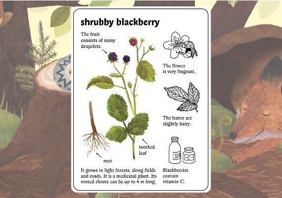 Little Mouse's Encyclopedia EN Argentina Xbox One/Series Digital Key