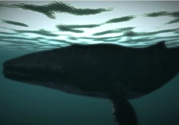 Age of Survival EN/DE/FR/IT Global Steam Digital Key