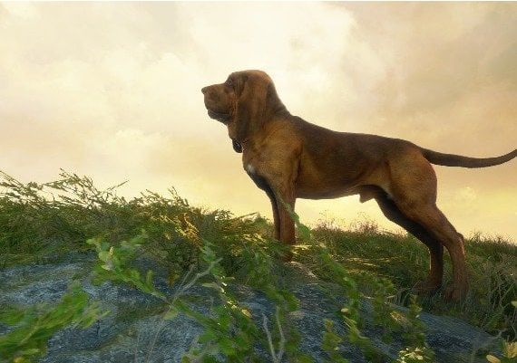 theHunter: Call of the Wild - Gold Bundle EN Argentina Xbox One/Series Digital Key