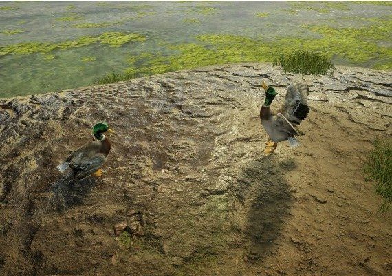 Animal Doctor EN Argentina Xbox One/Series Digital Key