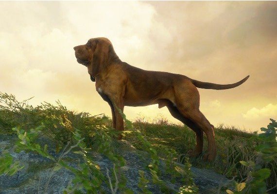 theHunter: Call of the Wild - Bloodhound DLC Global Steam Digital Key