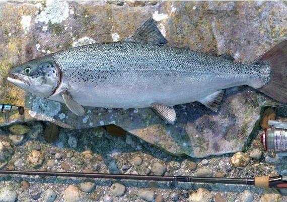 Professional Fishing - Sakura Ryokan Spinning DLC EN/DE/FR/IT/PL/RU/ZH/ES Global Steam Digital Key