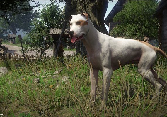 Kingdom Come: Deliverance - A Woman's Lot DLC EN/DE/FR/IT/PL/CS/RU/ES Global Steam Digital Key