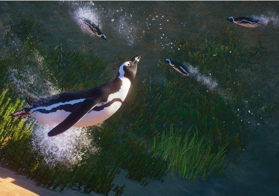 Planet Zoo - Africa Pack DLC Global Steam Digital Key