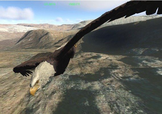 Aquila Bird Flight Simulator EN Global Steam Digital Key