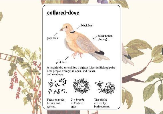 Little Mouse's Encyclopedia + Clumsy Rush - Bundle EN Argentina Xbox One/Series Digital Key