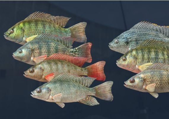 Ultimate Fishing Simulator - Kariba Dam DLC Global Steam Digital Key