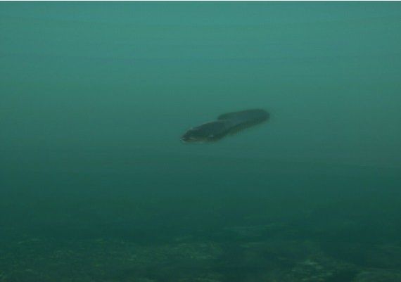 Ultimate Fishing Simulator - Taupo Lake DLC Global Steam Digital Key