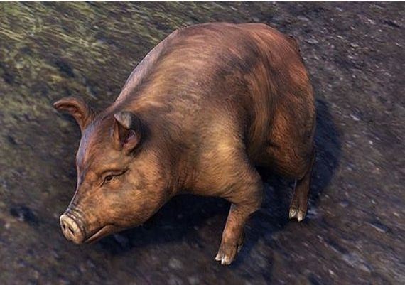 Bristlegut Piglet (vanity pet) + 15 days of ESO Plus EN Global Official website Digital Key