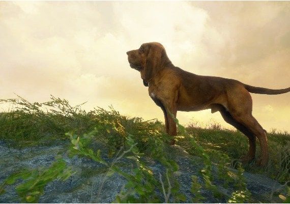 theHunter: Call of the Wild - Essentials Bundle DLC Argentina Xbox One/Series Digital Key