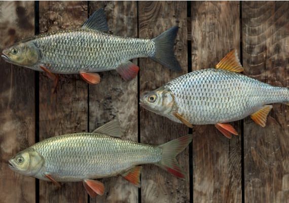 Professional Fishing - Catfish Kit DLC EN/DE/FR/IT/PL/RU/ZH/ES Global Steam Digital Key