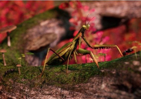 Away: The Survival Series EN Turkey Xbox One/Series Digital Key