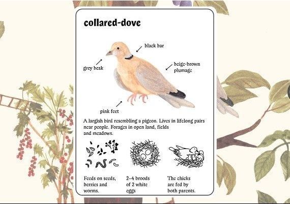 Little Mouse's Encyclopedia + Brawl Chess - Bundle EN EU Xbox One/Series Digital Key