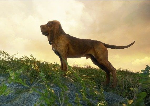 theHunter: Call of the Wild - Bloodhound DLC EN EU Xbox One/Series Digital Key
