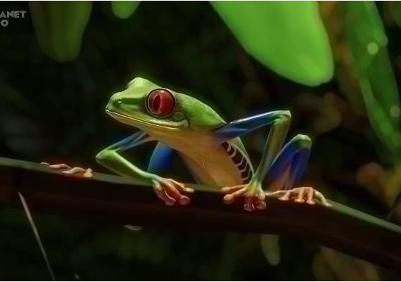 Planet Zoo - South America Pack Global Steam Digital Key